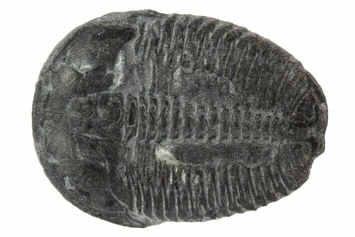Elrathia Trilobite Fossil - Utah #97080